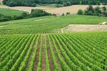 Vignes à coté du Moulin de Saint Georges, gite de charme en Bourgogne